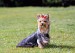 Yorkshire_Terrier-AP-1DBZN3-590lc121913